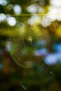 Cross Orbweaver Spider on a web with a blurred green background