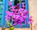 cross orchid flower, whose flowers are beautiful and when fully bloom resembles a cross