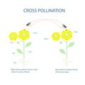 Cross-pollination. Pollination of flowering plants scheme for botany lessons at school, college. Yellow flowers green