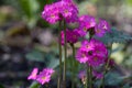 Primula X bulleesiana Royalty Free Stock Photo