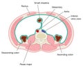 Cross section through abdominal cavity