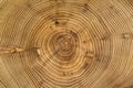 Cross-section of acacia tree with annual growth rings annual rings Royalty Free Stock Photo