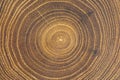 Cross-section of acacia tree with concentric growth rings Royalty Free Stock Photo