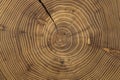 Cross-section of acacia tree with growth rings and crack. Abstract wooden background Royalty Free Stock Photo