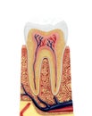 Cross section of a anatomical tooth model