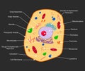 Cross section Animal Cell structure detailed colorful anatomy with description Royalty Free Stock Photo