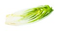 cross-section of Belgian endive (chicory) isolated