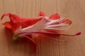 Cross-section of blossom of the Christmas cactus, a Schlumbergera species Royalty Free Stock Photo