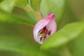 Cross-section of bog-rosemary (Andromeda polifolia) blossom