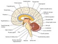 Cross section through the brain Royalty Free Stock Photo