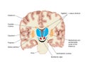 Cross section of the brain showing nuclei