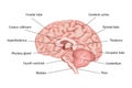 Cross-section of the brain structure Royalty Free Stock Photo