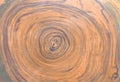 Cross section of the cedar tree . Graphic resources, wooden background