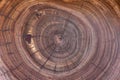 Cross-section of cherry tree with growth rings. Full frame of wood slice texture for background