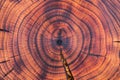 Cross-section of a cherry tree stump with annual growth rings. Full frame of the burnt and oiled wood slice. Wood background Royalty Free Stock Photo