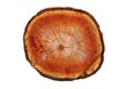 Cross section of cherry tree trunk