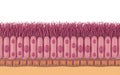 Cross section of ciliated columnar epithelium cells showing microvilli structures Royalty Free Stock Photo