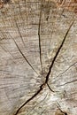 Cross section of cut tree trunk background, texture