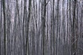 Cross section of dense dark forest, abstract vertical lines color photo.