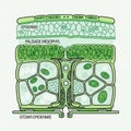 Cell walls chloroplasts and intercellular spaces are detailed Royalty Free Stock Photo