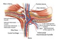 Cross-section diagram of thoracic anatomy, highlighting Royalty Free Stock Photo