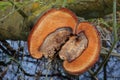 Cross section of diseased tree trunk