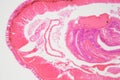 Section of an Earthworm under the microscope Royalty Free Stock Photo