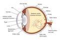 Cross section of the eye