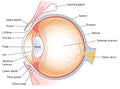 Cross section through the eye Royalty Free Stock Photo