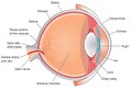 Cross section through the eye