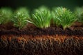 Cross section of fertile soil showing root structure of young green plants growing Royalty Free Stock Photo