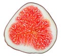 Cross-section of fig tree fruit