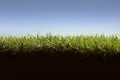 Cross section of grass lawn Royalty Free Stock Photo