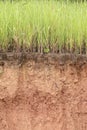 Cross section of grass and soil profile Royalty Free Stock Photo