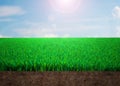 Cross section of grass and soil Royalty Free Stock Photo