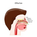 Cross section of head with Nasal cavity, and Olfactory bulb Royalty Free Stock Photo