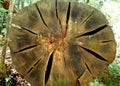 Cross section of huge cut tree trunk in forest