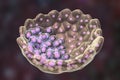 Cross-section of human blastocyst showing inner mass and trophoblast layers