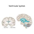 Cross Section of a Human brain with ventricles and Cerebrospinal fluid