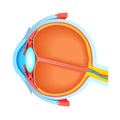 Cross section of human eye Royalty Free Stock Photo