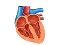 Cross-section of a human heart anatomy Royalty Free Stock Photo