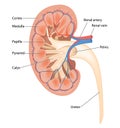 Cross section of human kidney Royalty Free Stock Photo