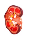 Cross section of human kidney