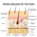 Cross section human skin. Royalty Free Stock Photo