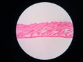 Cross section human skin tissue