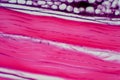 Cross section human tendon under microscope view for education histology