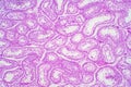 Cross section Human testis under microscope view. Royalty Free Stock Photo