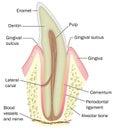 Cross section of incisor tooth