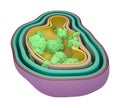 Cross Section Of An Infected Cell. Bacteria Spread Inside A Cell