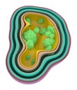 Cross Section Of An Infected Cell. Bacteria Spread Inside A Cell